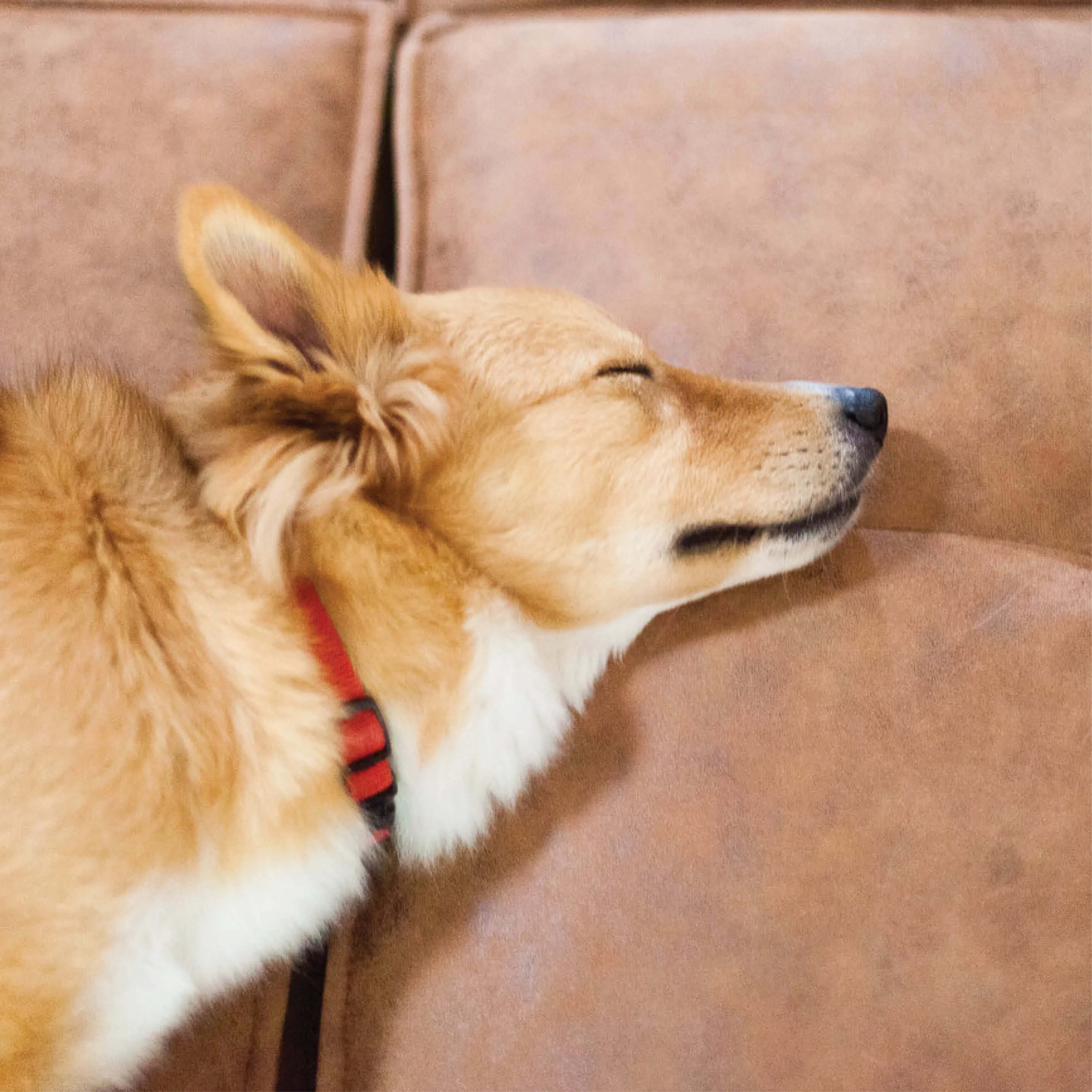 Yoko Pet-Friendly 4 piece sectional - Image 3